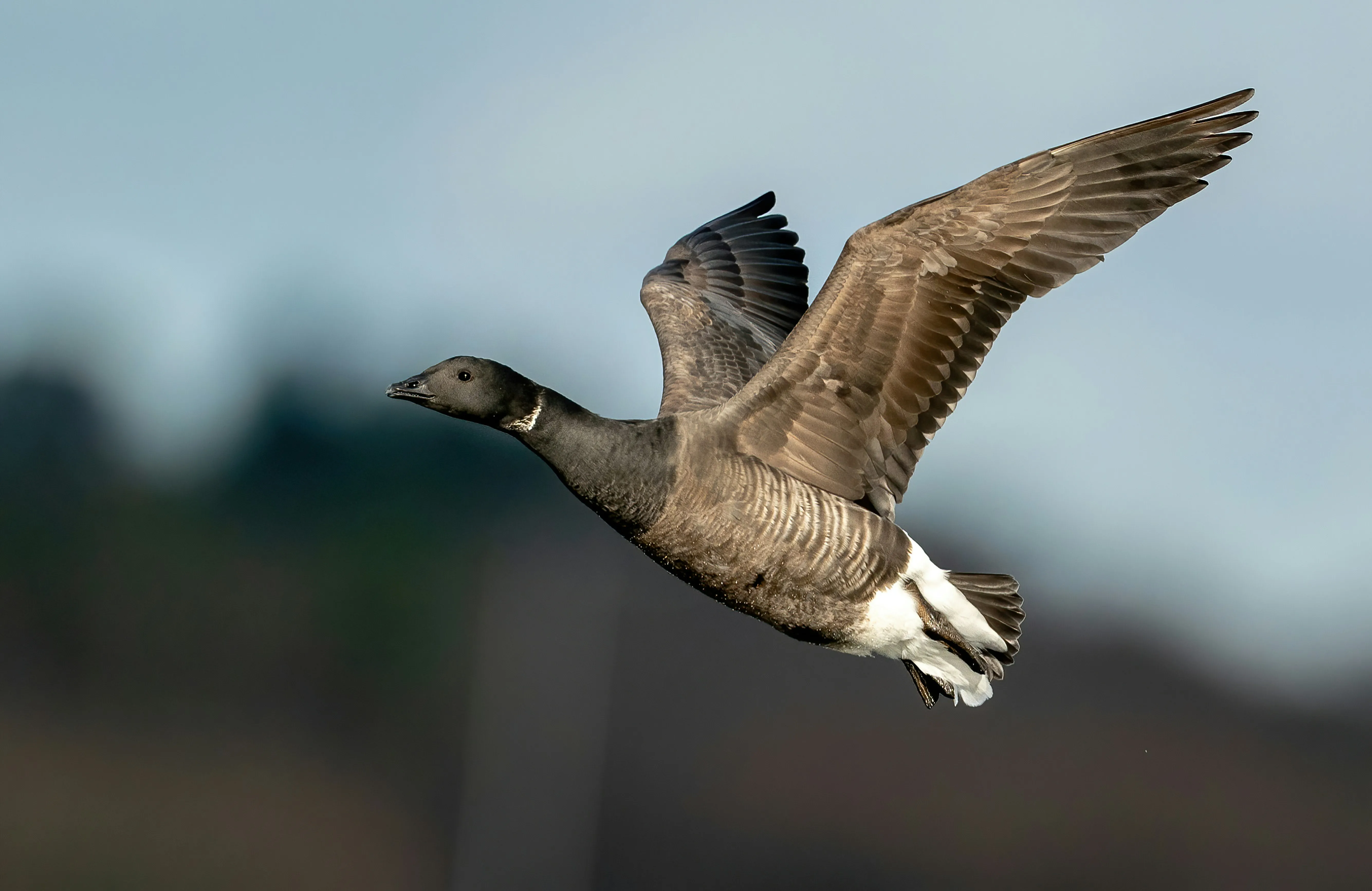 Brant goose in flight over Donegal